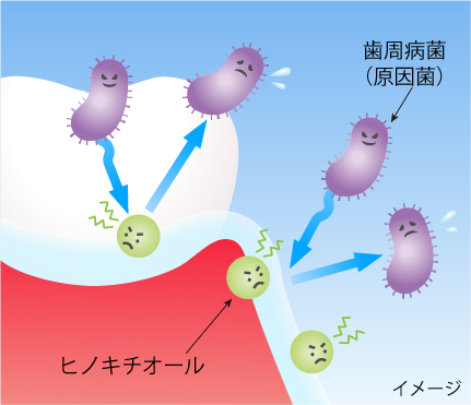 歯ぐきへの菌の侵入抑制作用