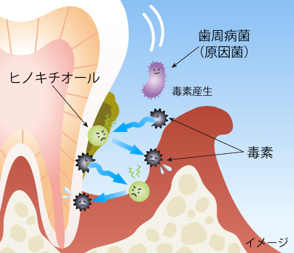 菌の毒素阻害作用