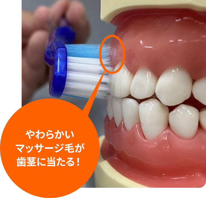 やわらかいマッサージ毛が歯茎に当たる！