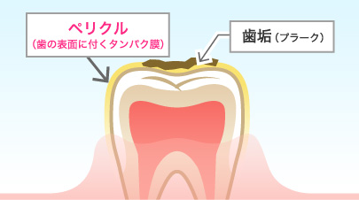 ̒F̃JjY