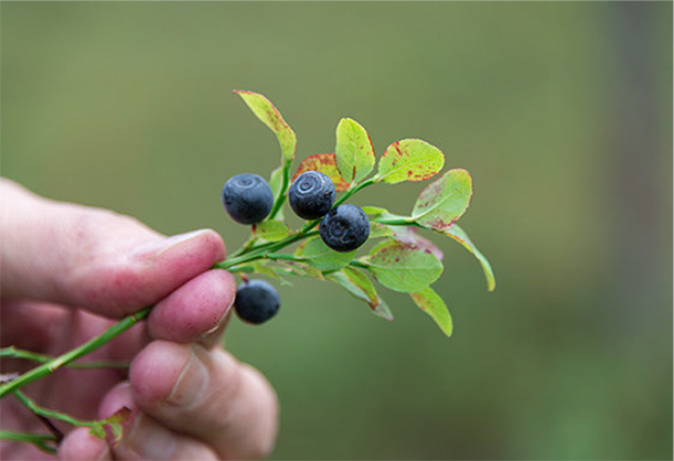 数々の検査をクリアした原料を採用