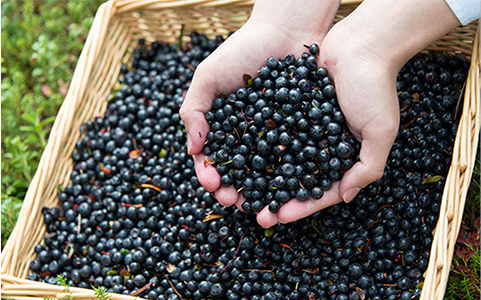 原料や成分の選定