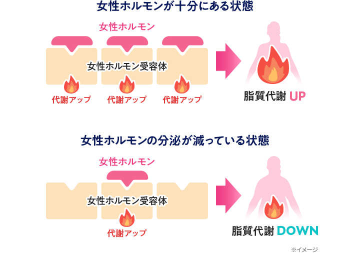 更年期：皮下脂肪型 全身太り 更年期後：皮下脂肪+内臓脂肪型 下腹部太り