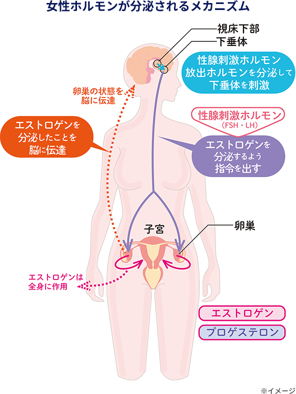 女性ホルモンが分泌されるメカニズム