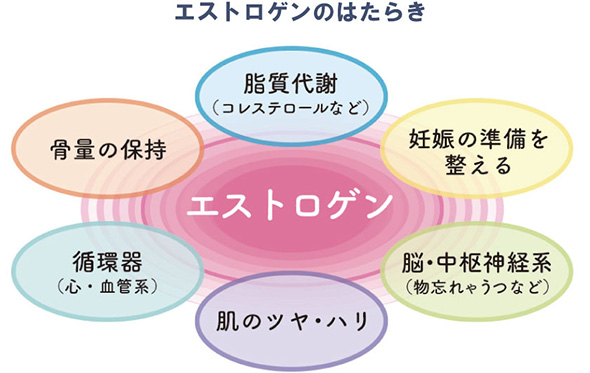 エストロゲン 脂質代謝（コレステロールなど） 骨量の保持 循環器（心・血管系） 肌のツヤ・ハリ 脳・中枢神経系（物忘れやうつなど） 妊娠の準備を整える