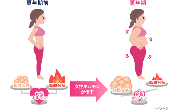更年期前 脂肪合成 女性ホルモン 脂肪分解 女性ホルモンが低下 更年期 脂肪合成 女性ホルモン 脂肪分解