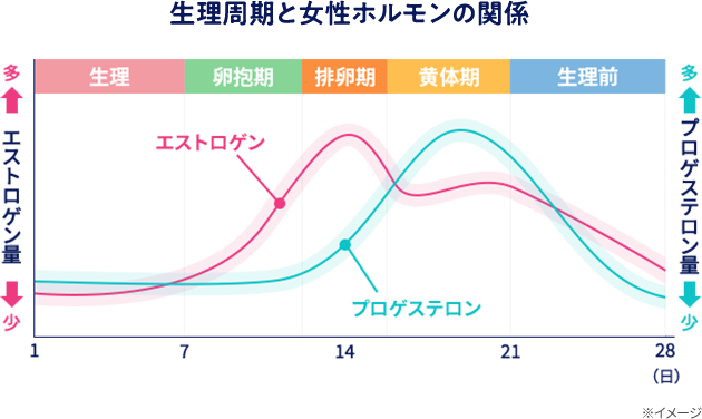 生理周期と女性ホルモンの関係