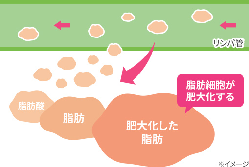 脂肪細胞が肥大化する