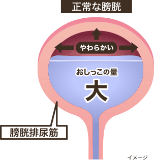 正常な膀胱