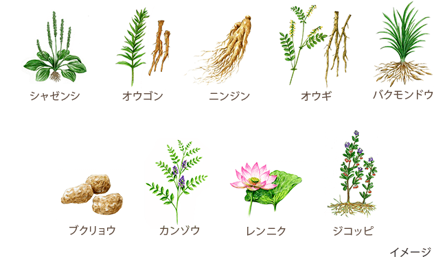 シャゼンシ、オウゴン、ニンジン、オウギ、バクモンドウ、ブクリョウ、カンゾウ、レンニク、ジコッピ