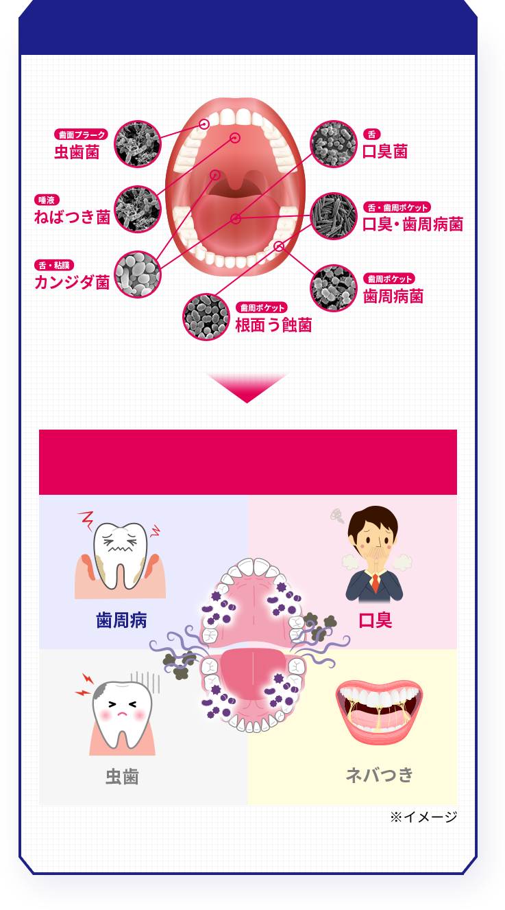 歯面プラーク：虫歯菌、唾液：ねばつき菌、舌・粘膜：カンジダ菌、歯周ポケット：根面う蝕菌、舌：口臭菌、歯周ポケット：口臭・歯周病菌、歯周ポケット：歯周病菌