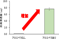 図2．アロエベラ液汁による加水分解ヒアルロン酸の皮膚浸透に対する効果