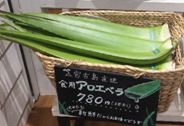 食用アロエベラ生葉