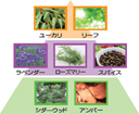 香りの特徴