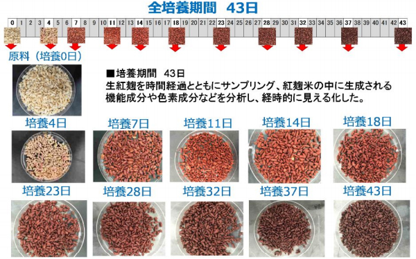 発酵の時間経過に伴う形態、赤化の様子