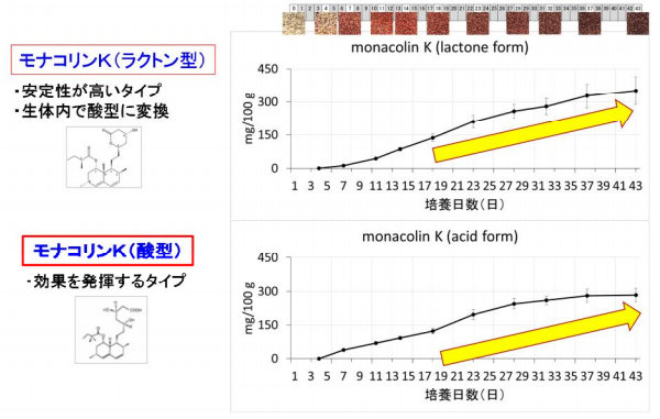 紅麹の代表的健康成分モナコリンKの経時的可視化（含量）