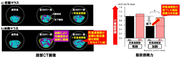 腹部CT画像 脂肪燃焼力