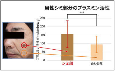 シミ部と非シミ部のプラスミン活性比較