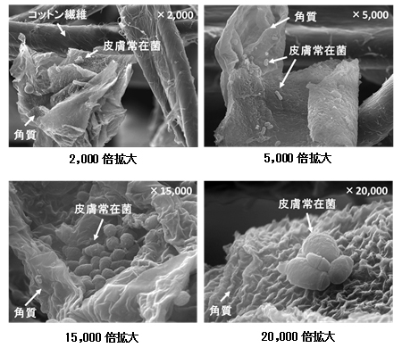 図2　ふきとり後のコットンの電子顕微鏡写真　【臨界点乾燥処理】