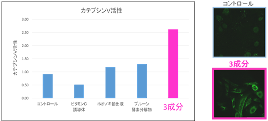 図2　カテプシンV活性