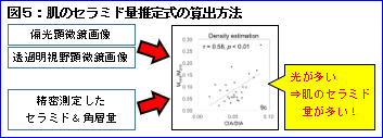 図5：肌のセラミド量推定式の算出方法