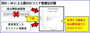 図6：AIによる肌のセラミド量推定式構築