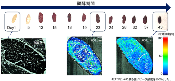 図1：有用成分の醗酵期間別分布推移