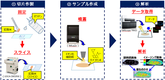 図2：実験手順