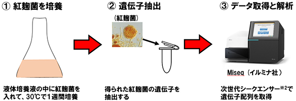 実験手順