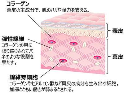 セラミド添加真皮線維芽細胞のDNAマイクロアレイ