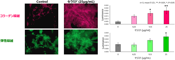 真皮線維芽細胞のコラーゲン線維・弾性線維の形成促進
