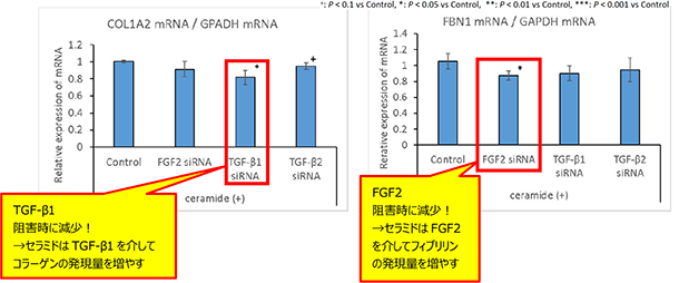 セラミドによるコラーゲンとフィブリリンの産生促進メカニズムの解析