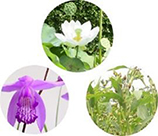 3種類の白植物エキス配合