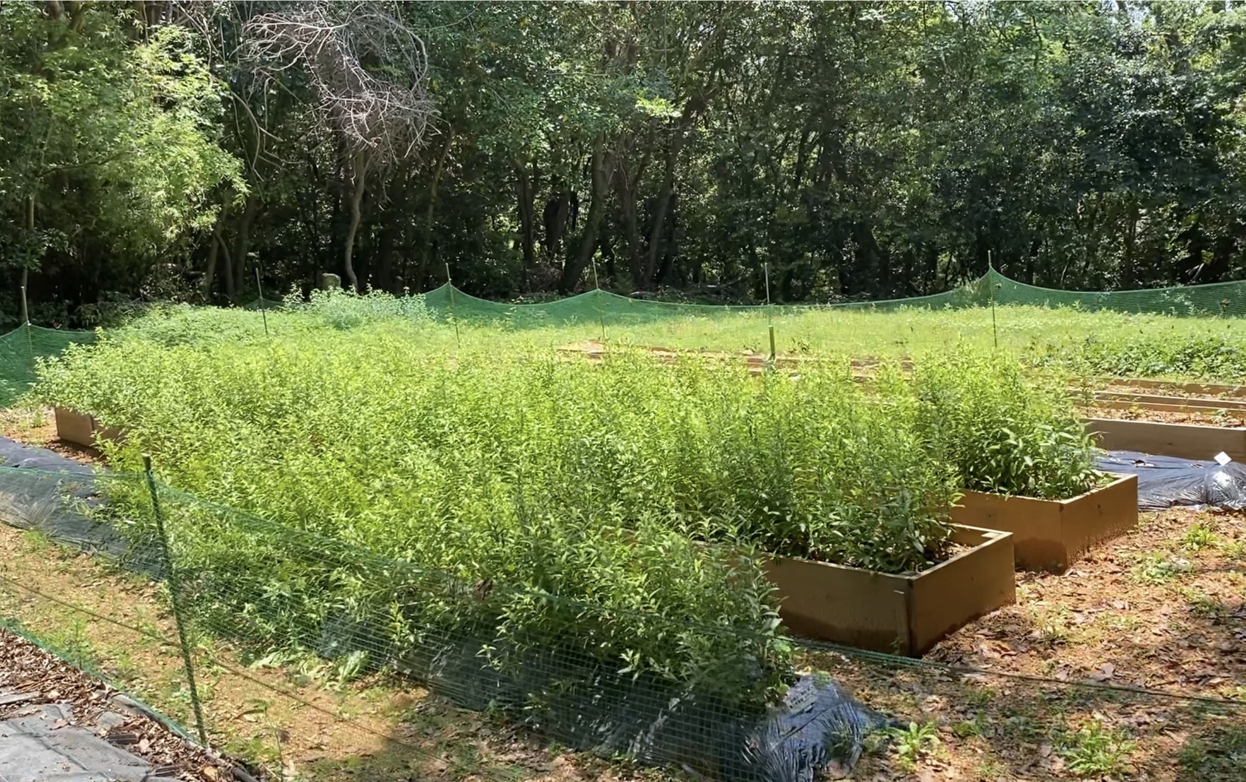 牧野植物園の園内にある圃場。草丈60cmくらいのホソバオケラが生い茂っています