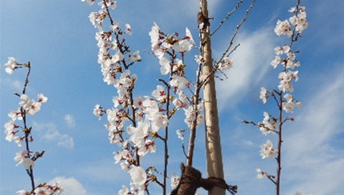 【開花した桜（2022年4月）】