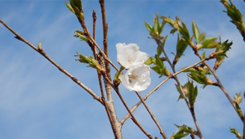 【開花した桜（2022年4月）】