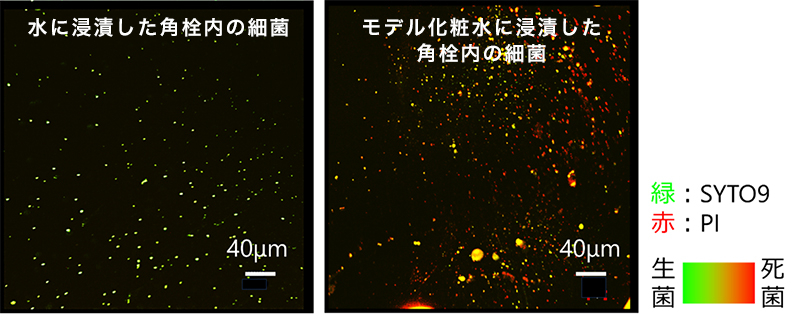 図3　モデル化粧水に浸漬した角栓の生死判別（緑色：生菌、赤色：死菌）