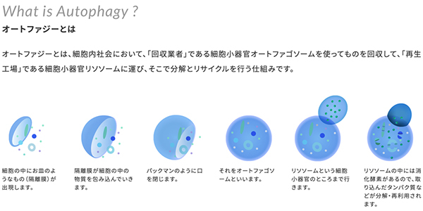 オートファジーとは