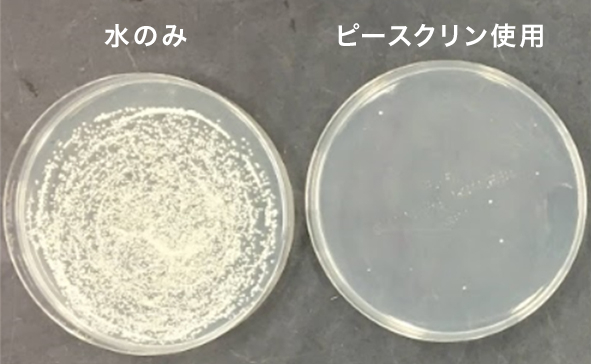 寒天培地上の菌の様子（C.albicans）