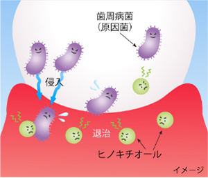 ヒノキチオールによる殺菌効果