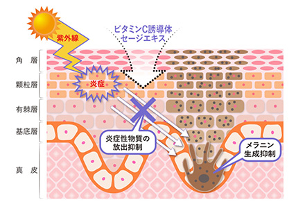 図1：ビタミンC誘導体とセージエキスのシミ抑制メカニズム