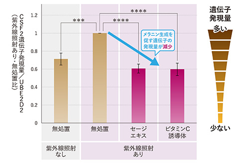 図3：CSF2遺伝子の発現抑制効果