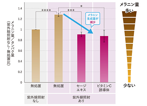 図4：表皮細胞を介したメラニン生成抑制効果