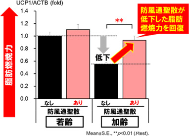 図3：脂肪燃焼力の回復