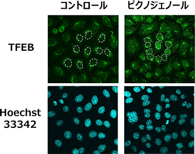 図2 ピクノジェノールのTFEB活性化作用