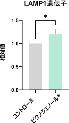 図3ピクノジェノールのリソソーム構成遺伝子発現促進作用