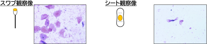 スワブ観察像 シート観察像