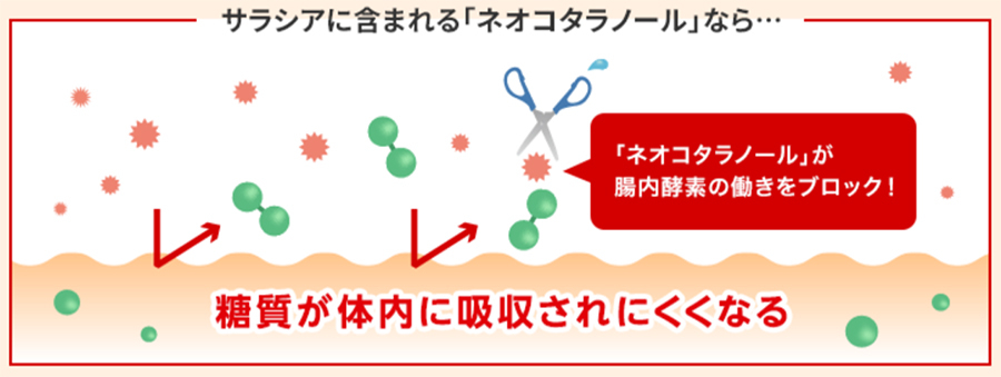 サラシアに含まれる「ネオコタラノール」なら…