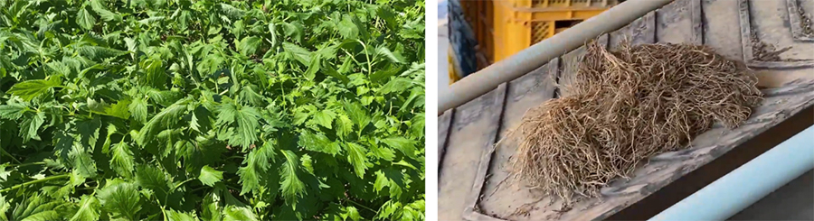 カノコソウとカノコソウの根