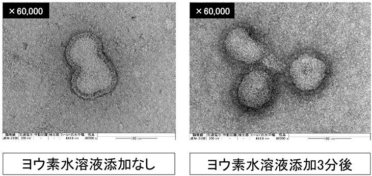 （図3）透過電子顕微鏡によるインフルエンザウイルスの観察